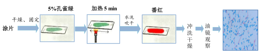 芽胞染色圖2