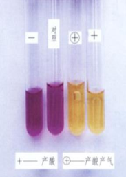 4)碳水化合物氧化和發酵圖片