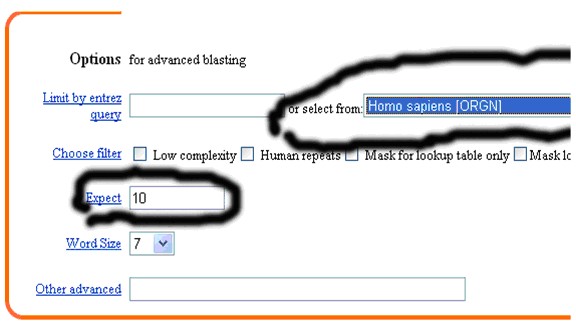 一步步教你利用Blast分析驗證引物序列