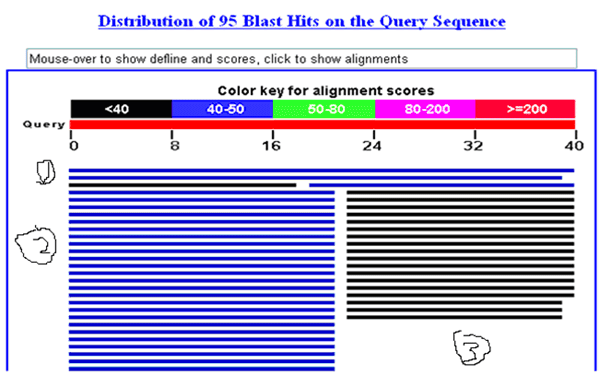一步步教你利用Blast分析驗證引物序列