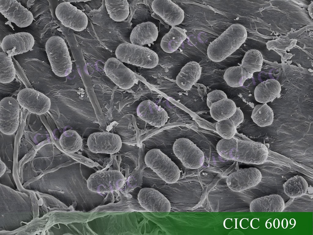 6009電鏡.jpg 6009電鏡.jpg