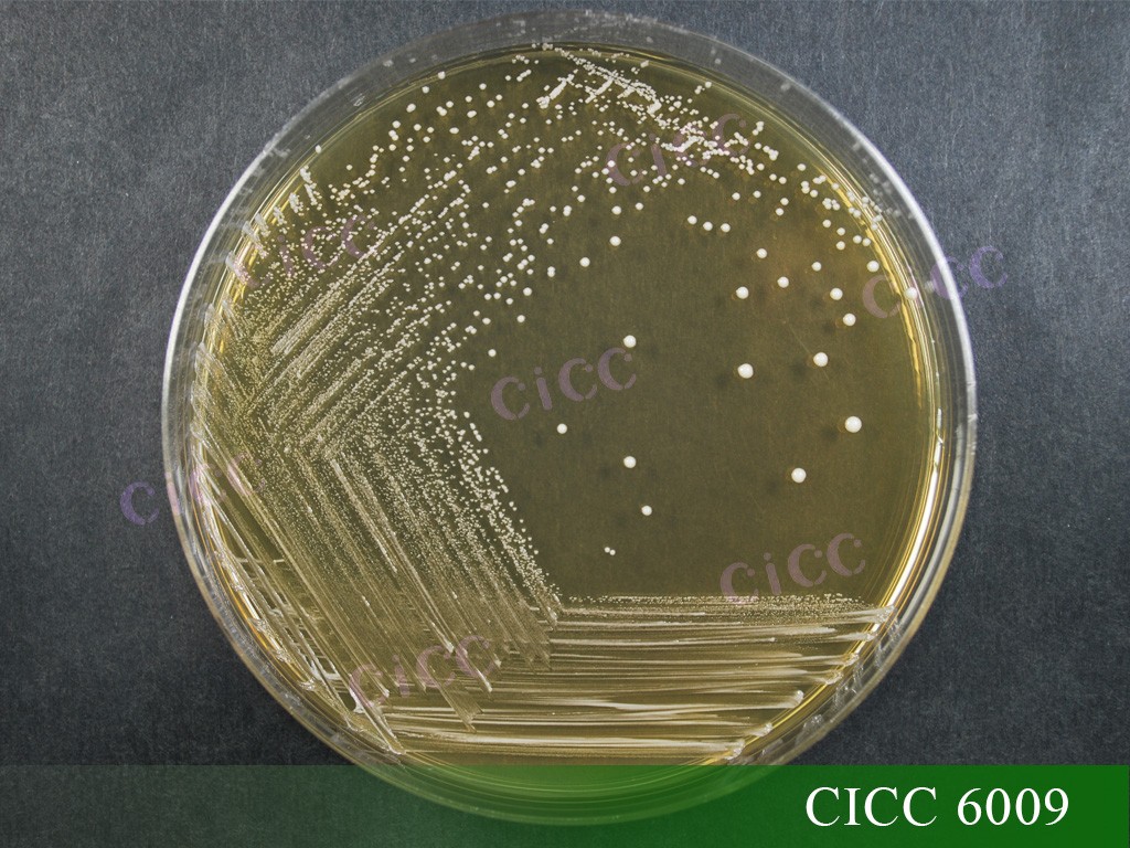 6009 菌落.jpg 6009 菌落.jpg