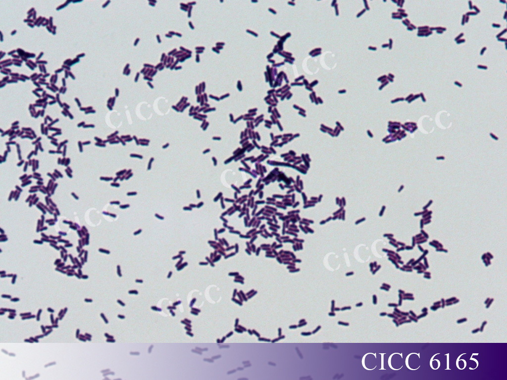 CICC 6165 .jpg