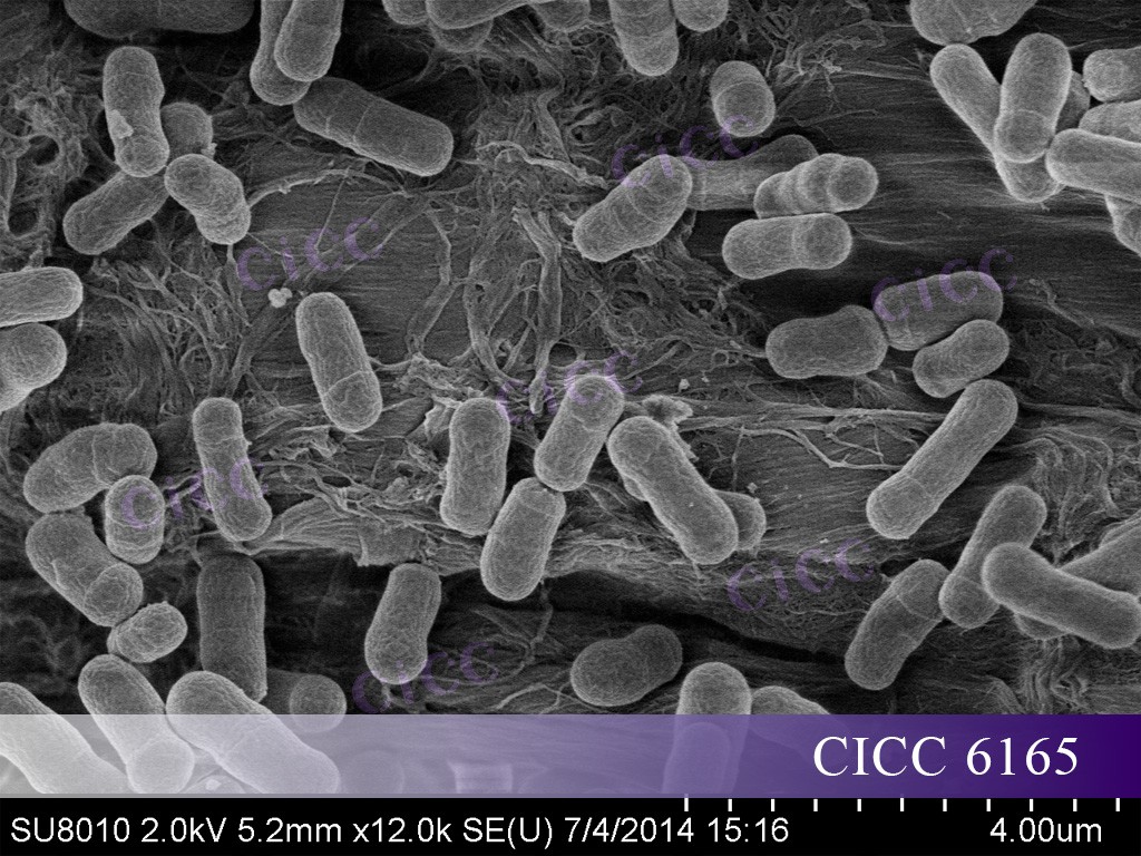 CICC 6165  .jpg