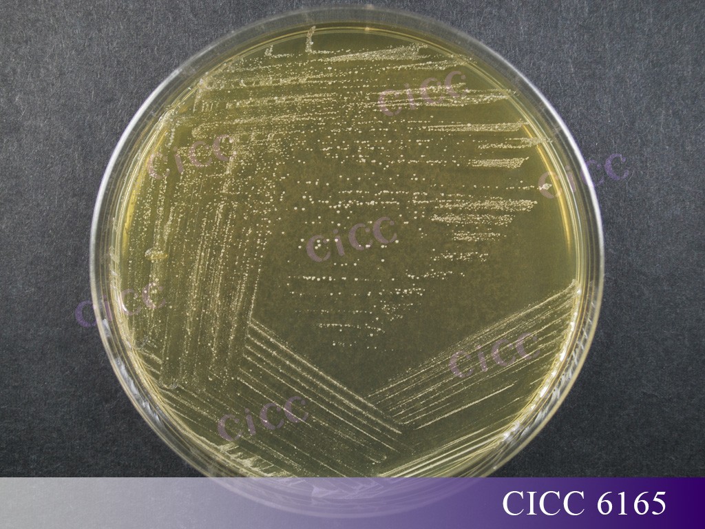 CICC 6165.jpg